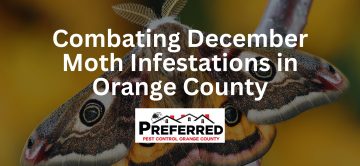 Combating December Moth Infestations in Orange County: Your Guide to a Pest-Free Home and Business