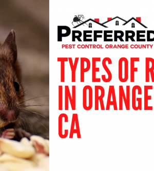 Types of Rodents in Orange County CA