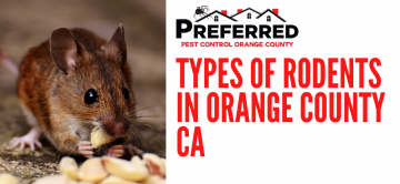 Types of Rodents in Orange County CA