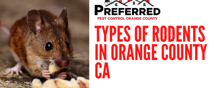Do It Yourself Pest Control or Preferred Pest Control in Orange Country CA (Facebook Ad) (1)