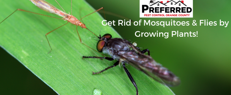 Get Rid of Mosquitoes & Flies by Growing Plants!