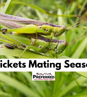 Crickets Mating Season
