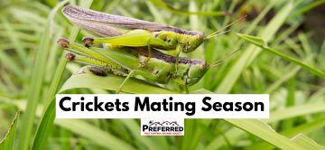 Crickets Mating Season