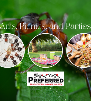 Ants, Picnics, and Parties