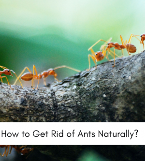 Natural Ways to Get Rid of Ants | Preferred Pest Control