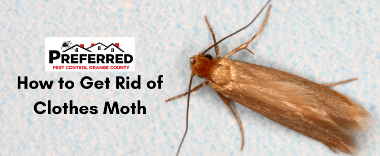 How to Get Rid of Clothes Moth
