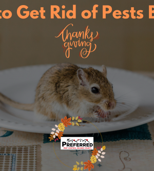 How to Get Rid of Pests Before Thanksgiving