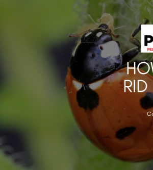 How to Get Rid of Pests