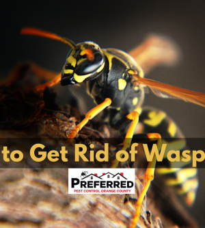 How to Get Rid of Wasp Nest