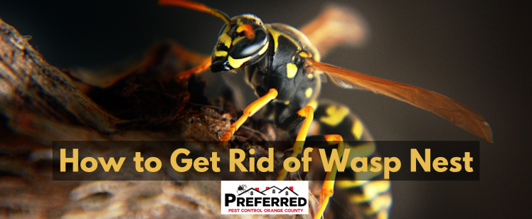 How to Get Rid of Wasp Nest