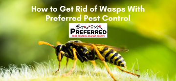 How to Get Rid of Wasps With Preferred Pest Control