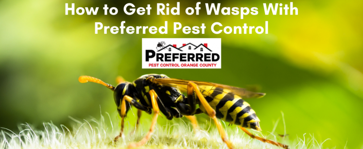 How to Get Rid of Wasps With Preferred Pest Control