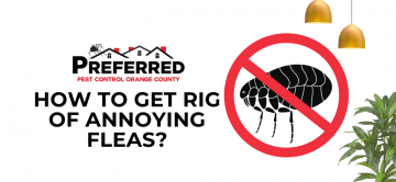 How to Get Rid of Annoying Fleas?