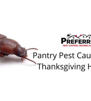 Pantry Pest Cause a Lot of Thanksgiving Headache