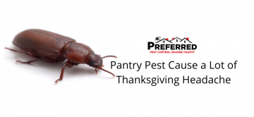 Pantry Pest Cause a Lot of Thanksgiving Headache