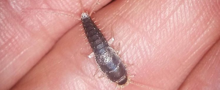 Orange County Residents – Need to Get Rid of Silverfish?