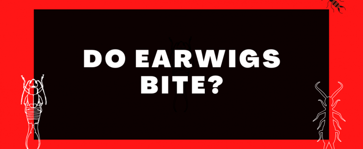 Do Earwigs Bite?
