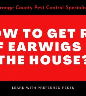 How to Get Rid of Earwigs in the House?