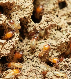 Pest Profile: Termites in Your Home