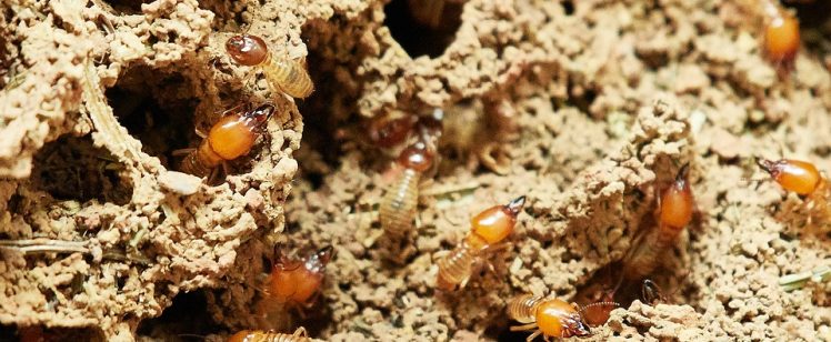 Pest Profile: Termites in Your Home