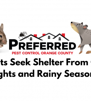 Rodents Seek Shelter From Cold Nights and Rainy Season- Preferred Pest Control