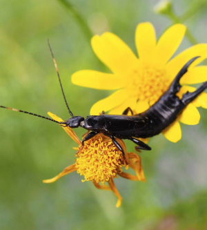 Earwigs & Other Common Landscaping Pests to Look Out For