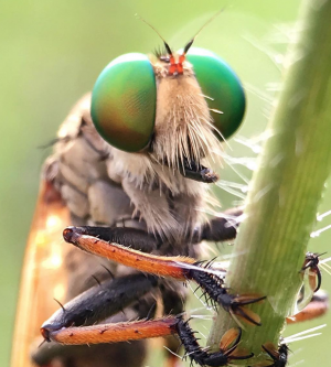 How to Avoid the Inevitable Gnats & Flies in Orange County