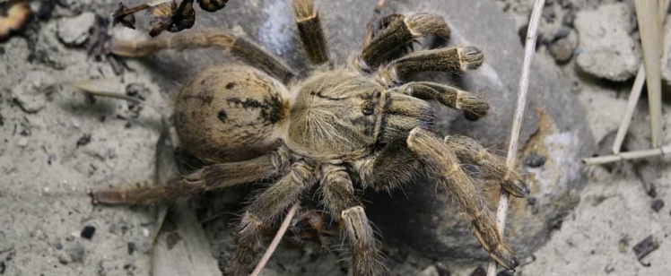 Spiders: The Truth About Mating Habits