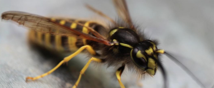 How to Prevent Wasps from Invading Your Home