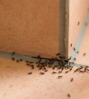 What You Need to Know About Controlling Ants in California