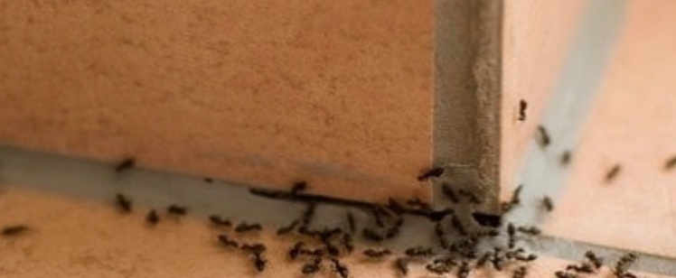 What You Need to Know About Controlling Ants in California