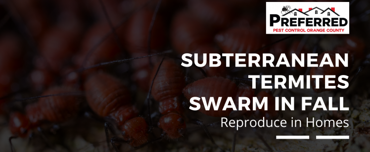 Subterranean Termites Swarm in Fall Reproduce in Homes (1)