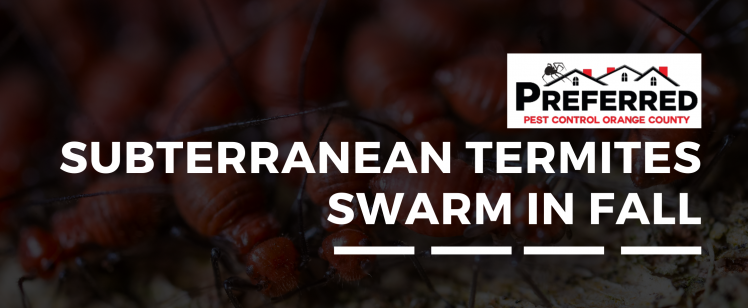 Subterranean Termites Swarm in Fall Reproduce in Homes (2)