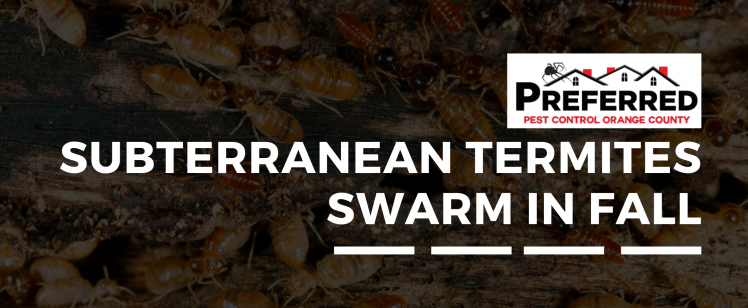 Subterranean Termites Swarm in Fall Reproduce in Homes (3)