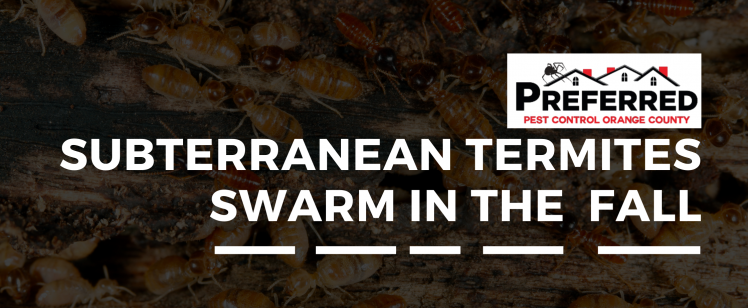 Subterranean Termites Swarm in Fall Reproduce in Homes (4)