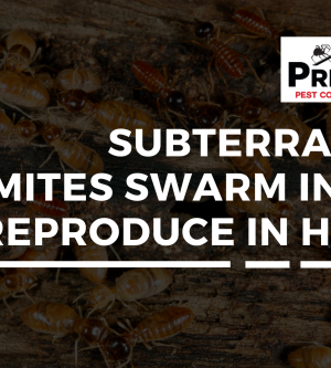 Subterranean Termites Swarm in Fall Reproduce in Homes
