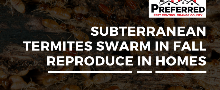 Subterranean Termites Swarm in Fall Reproduce in Homes