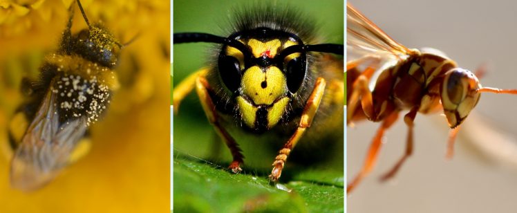 Bees, Wasps, and Hornets, Oh My – Know the Differences and When to Act