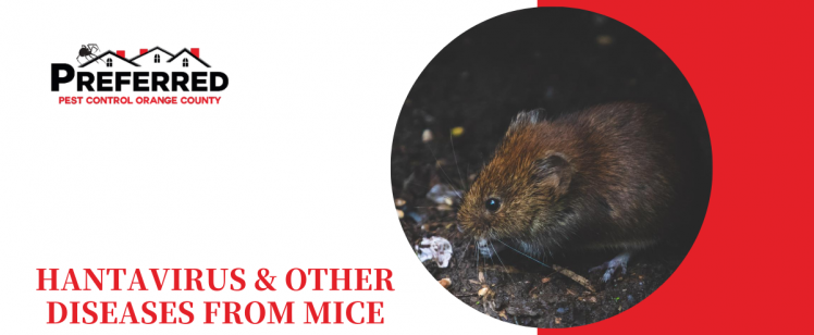 WHAT YOU NEED TO KNOW ABOUT HANTAVIRUS & OTHER DISEASES FROM MICE