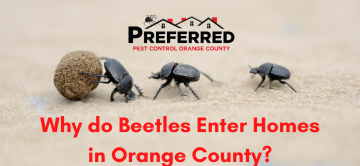 Why do Beetles Enter Homes in Orange County?- Preferred Pest Control