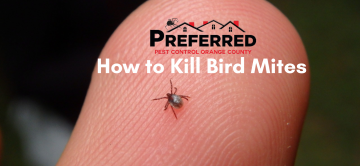 How to Kill Bird Mites