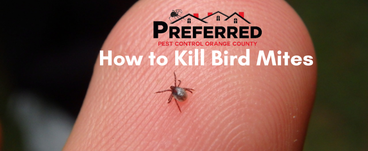 How to Kill Bird Mites