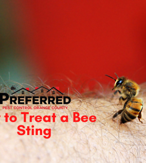 How to Treat a Bee Sting?