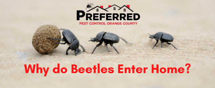 Why do Beetles Enter Home
