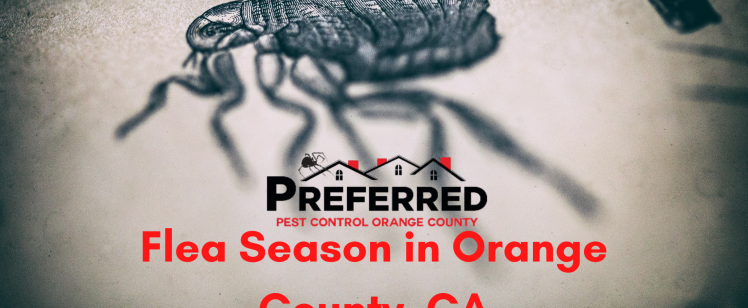 Flea Season in Orange County, CA