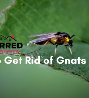 How to Get Rid of Gnats