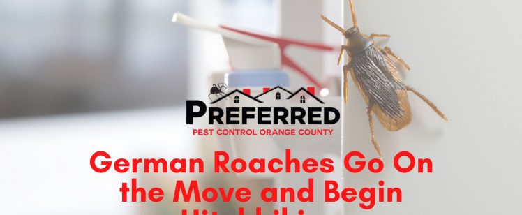 German Roaches Go On the Move and Begin Hitchhiking