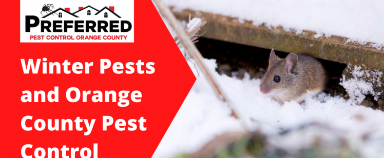 Winter Pests and Orange County Pest Control