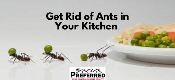 Get Rid of Ants in Your Kitchen
