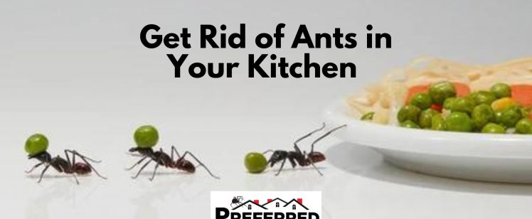 Get Rid of Ants in Your Kitchen